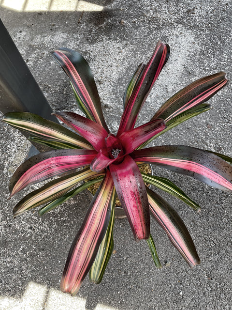 Bromeliad
