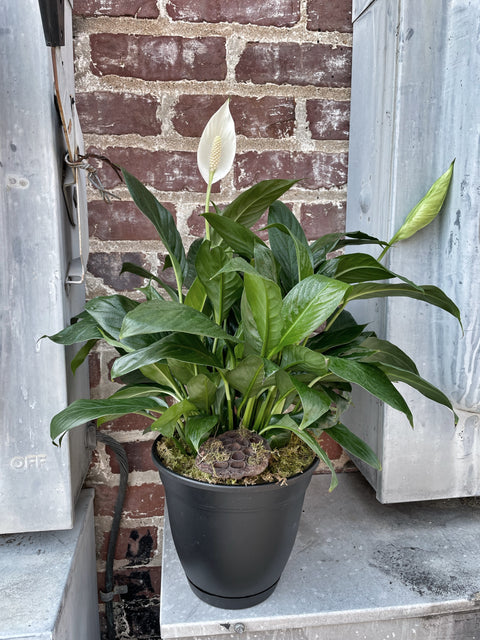 Spathiphyllum